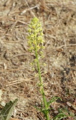 Reseda lutea