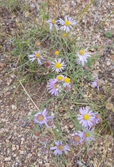Aster altaicus