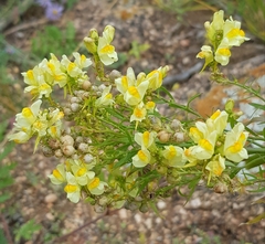 Linaria acutiloba