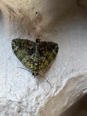 Chloroclysta siterata