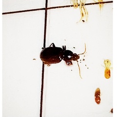 Agonum