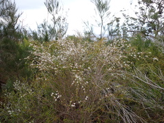 Leptospermum microcarpum
