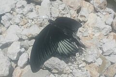 Papilio rumanzovia