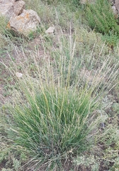 Stipa splendens