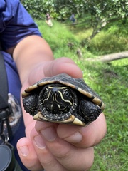 Malayemys macrocephala