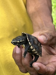 Malayemys macrocephala