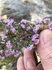 Erica mauritanica