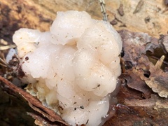 Naematelia encephala