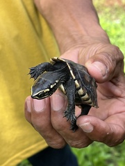 Malayemys macrocephala