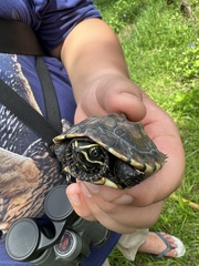 Malayemys macrocephala