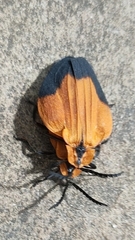 Lycus melanurus