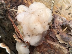 Naematelia encephala