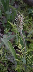 Plantago gaudichaudii