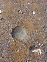 Catostylus tagi