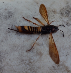 Tremex fuscicornis