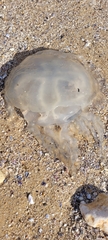 Catostylus tagi