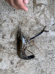 Macrobrachium rosenbergii