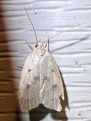 Machimia tentoriferella