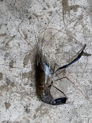 Macrobrachium rosenbergii