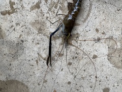 Macrobrachium rosenbergii