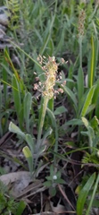 Plantago gaudichaudii