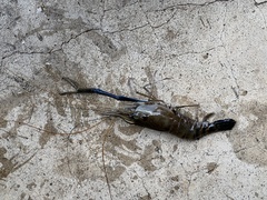 Macrobrachium rosenbergii