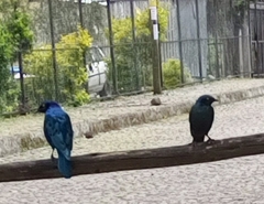 Lamprotornis chalybaeus