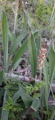 Plantago gaudichaudii