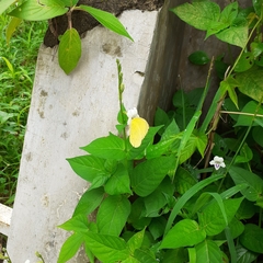 Eurema blanda