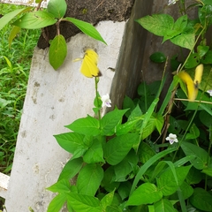 Eurema blanda