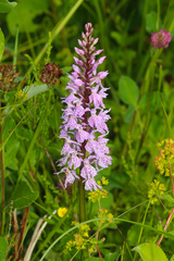 Dactylorhiza maculata