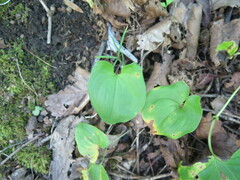 Maianthemum × intermedium
