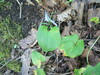 Maianthemum × intermedium - Photo (c) sergeyprokopenko, some rights reserved (CC BY-NC), uploaded by sergeyprokopenko