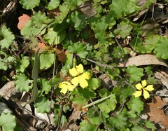 Goodenia rotundifolia