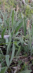 Plantago gaudichaudii