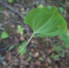 Maianthemum × intermedium