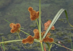 Cyperus glomeratus