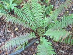 Dryopteris crassirhizoma
