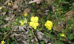 Hibbertia linearis