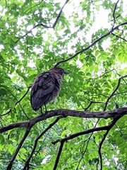 Gorsachius melanolophus