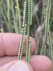 Pteris platyzomopsis