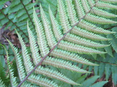 Dryopteris crassirhizoma
