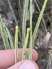 Pteris platyzomopsis