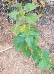 Populus laurifolia