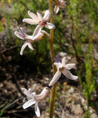 Cyphia bulbosa
