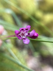Wurmbea biglandulosa