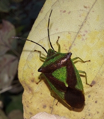 Acanthosoma haemorrhoidale