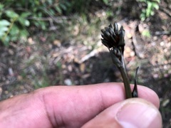 Haemodorum austroqueenslandicum