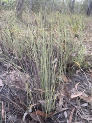Pteris platyzomopsis