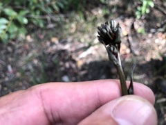 Haemodorum austroqueenslandicum